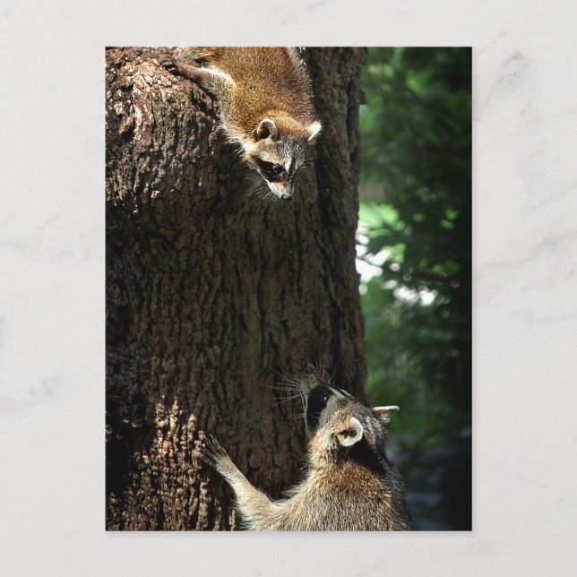 Racoon Mother and Kit 2 Postcard (Front)