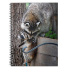 Racoon Mother and Kit 3