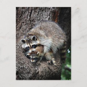 Racoon Mother and Kit Postcard