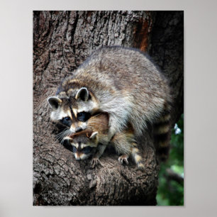 Racoon Mother and Kit Poster