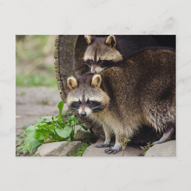 Racoon Mother Protect Baby Postcard (Front)