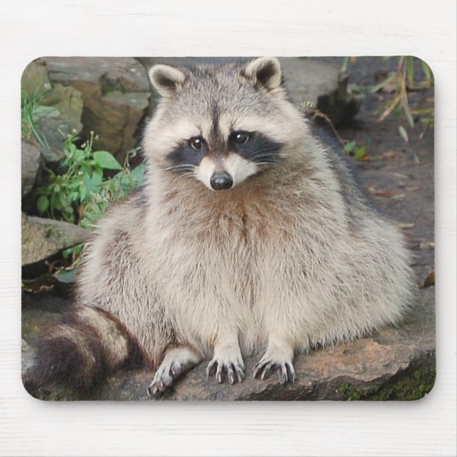 Racoon Mouse Pad (Front)