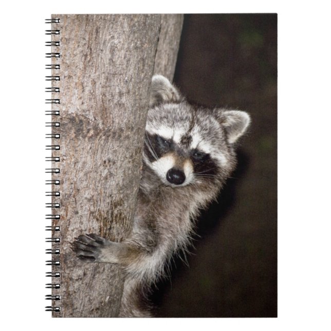 racoon notebook (Front)
