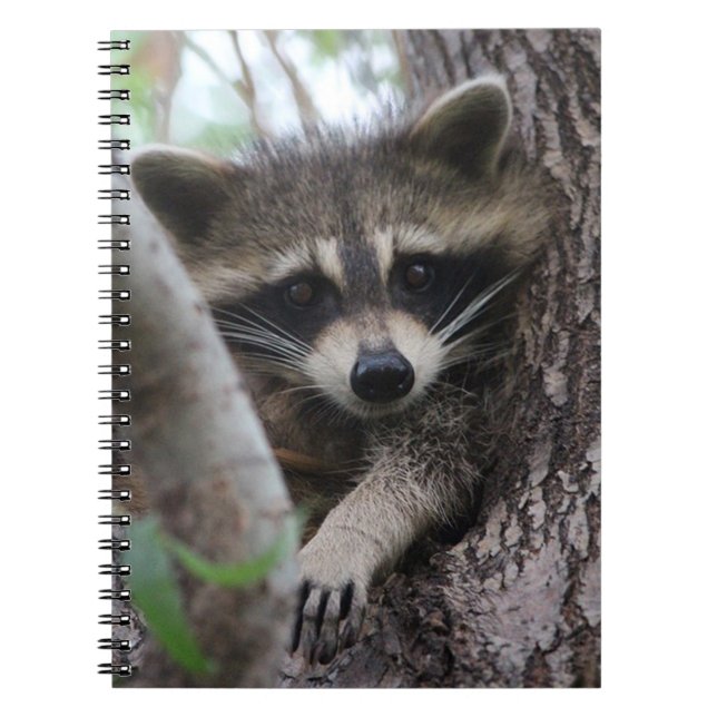 Racoon Notebook (Front)