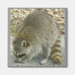 Racoon on Rock Magnet
