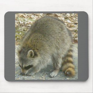 Racoon on Rock Mousepad