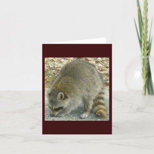 Racoon on Rock Note Card