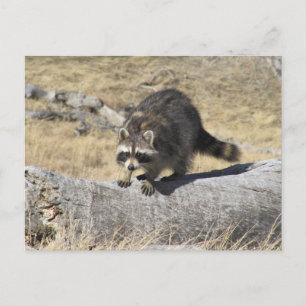 Racoon On The Tree Log Postcard