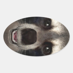 Racoon Oval Sticker