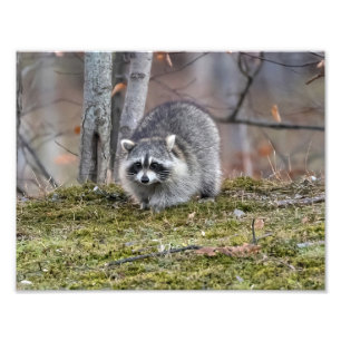Racoon Photo Enlargement Print