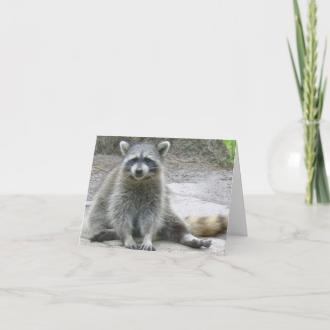 Racoon Photo Folded Note Card (Front)