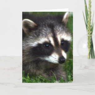 Racoon Photo Greeting Card