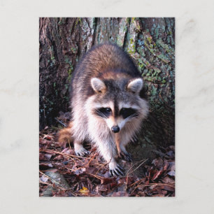 Racoon Photo Postcard