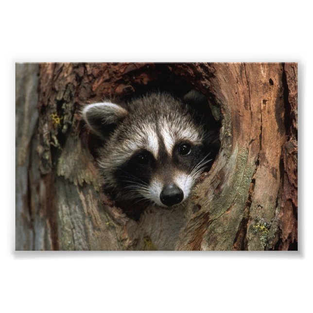 Racoon Photo Print (Front)