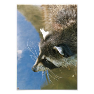Racoon Photo Print
