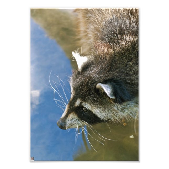 Racoon Photo Print (Front)