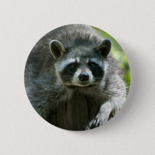 Racoon Pin