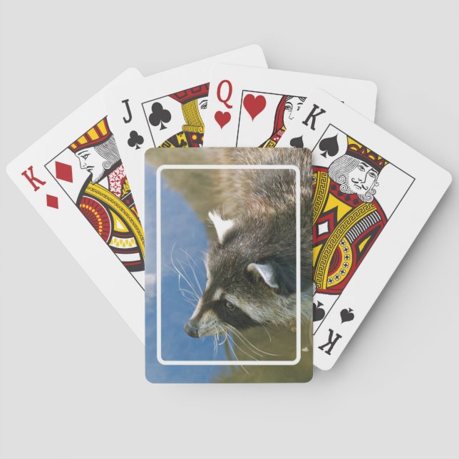 Racoon Playing Cards (Back)