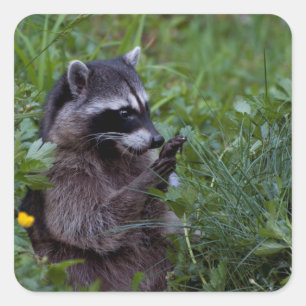 Racoon Playing! Square Sticker