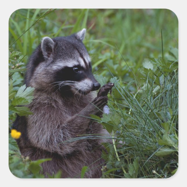 Racoon Playing! Square Sticker (Front)