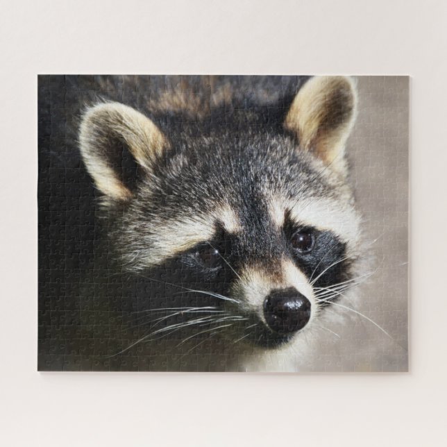 Racoon Portrait, Jigsaw Puzzle (Horizontal)