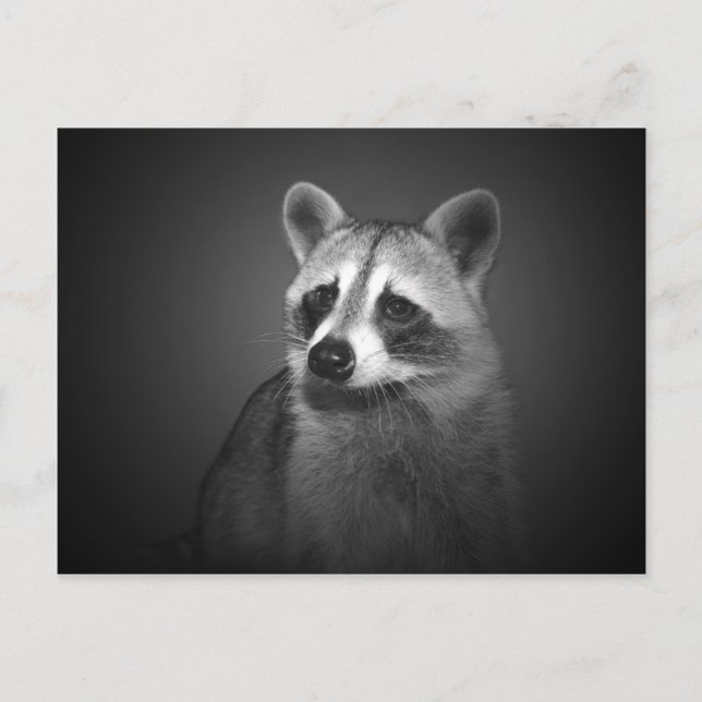 Racoon Portrait Postcard (Front)