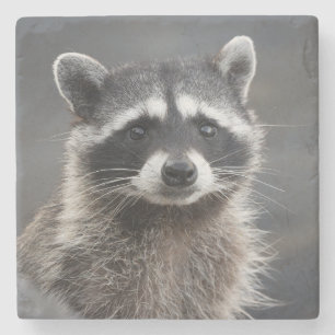 Racoon Portrait Stone Coaster