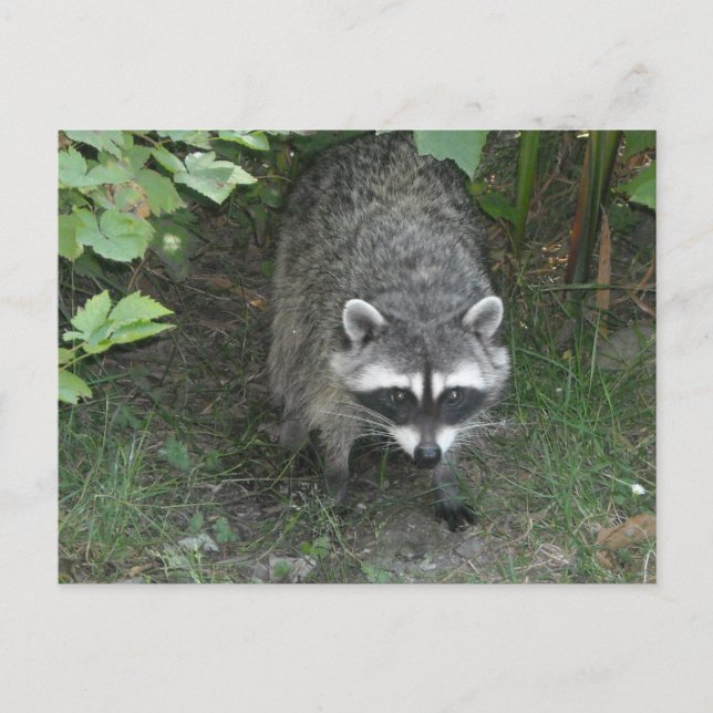 Racoon Postcard (Front)