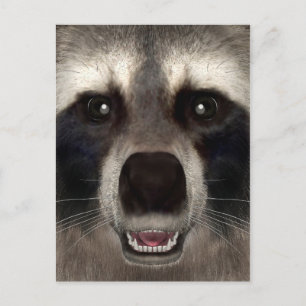 Racoon Postcard