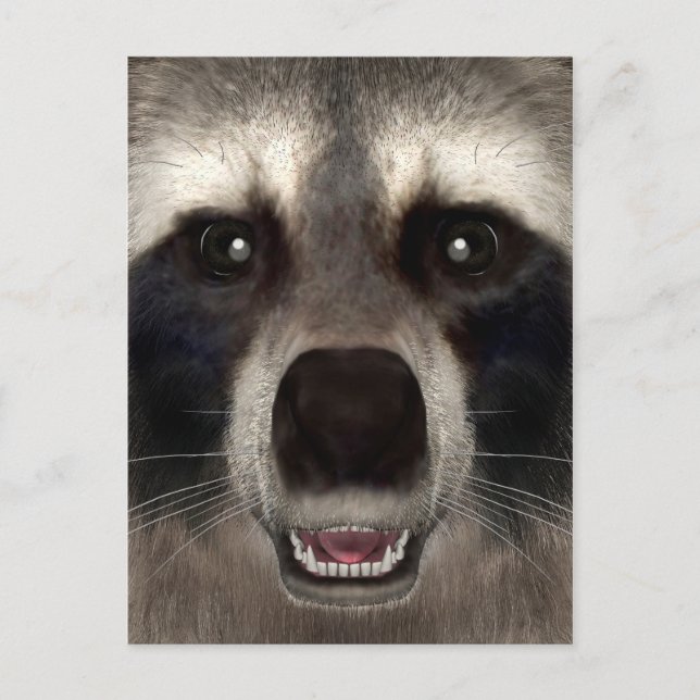 Racoon Postcard (Front)