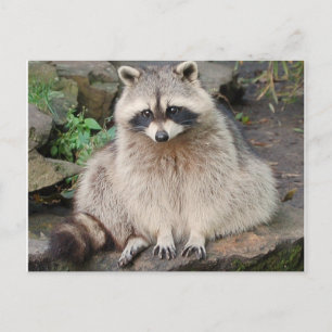 Racoon Postcard