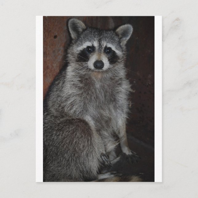 Racoon Postcard (Front)