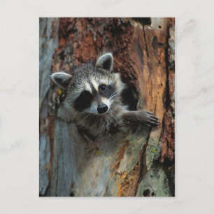 Racoon Postcard