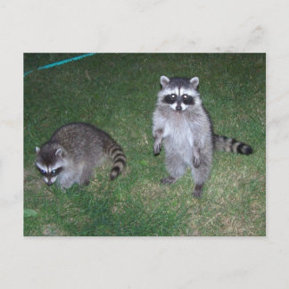 Racoon Postcard
