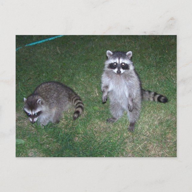 Racoon Postcard (Front)