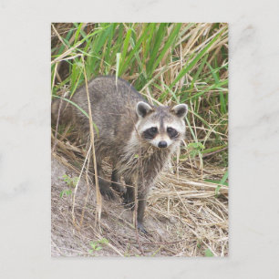 Racoon Postcard