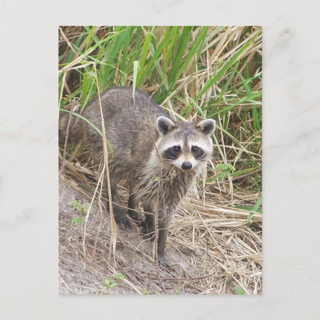 Racoon Postcard (Front)