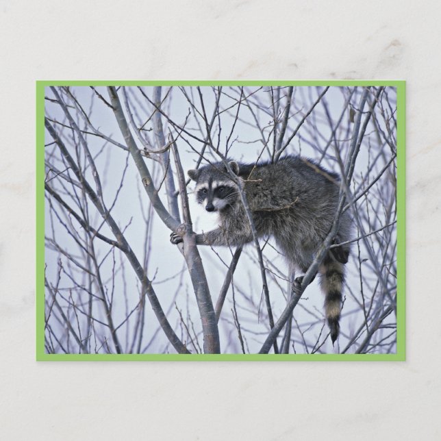 Racoon Postcard (Front)