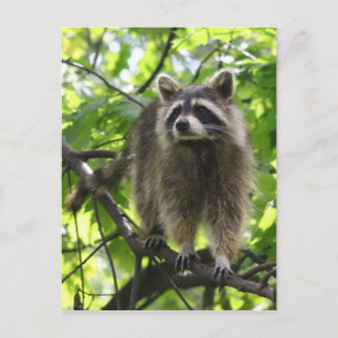 Racoon Postcard