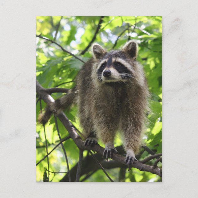 Racoon Postcard (Front)