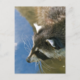 Racoon Postcard