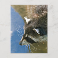 Racoon