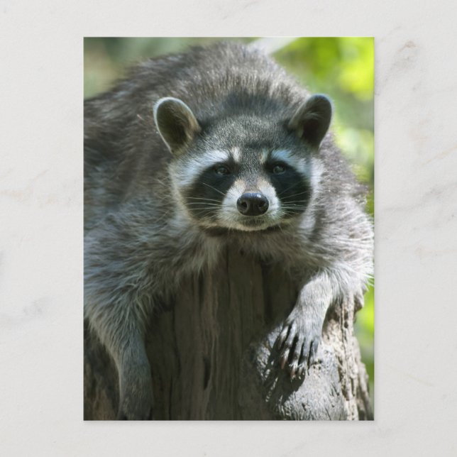 Racoon Postcards (Front)