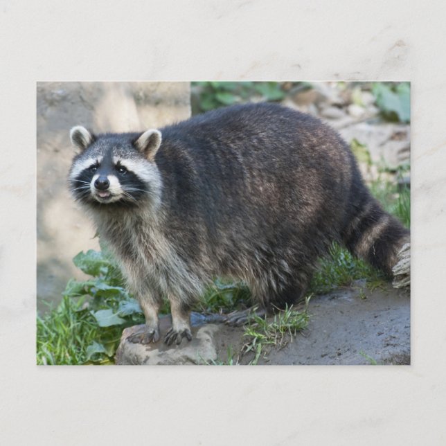 Racoon Postcards (Front)