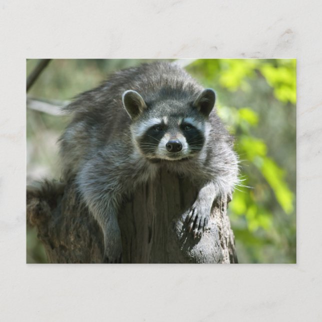 Racoon Postcards (Front)