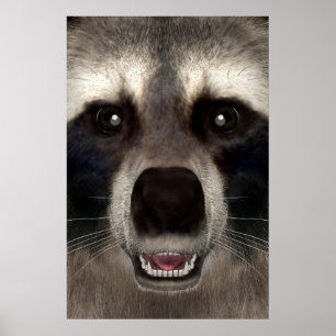 Racoon Poster