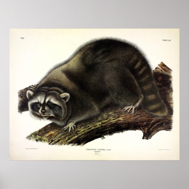Racoon (Procyon Lotor) by Audubon Poster (Front)