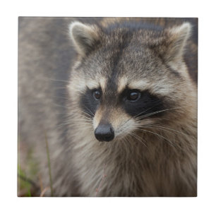 Racoon, Procyon lotor, Florida Ceramic Tile