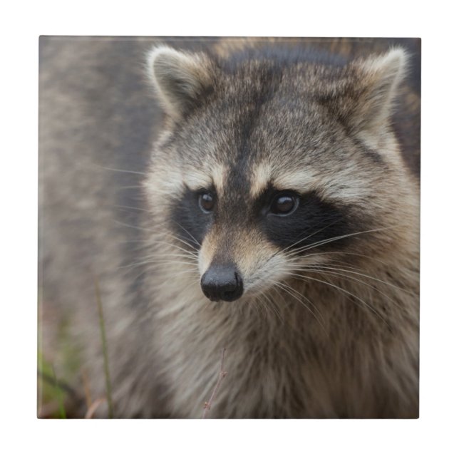 Racoon, Procyon lotor, Florida Ceramic Tile (Front)