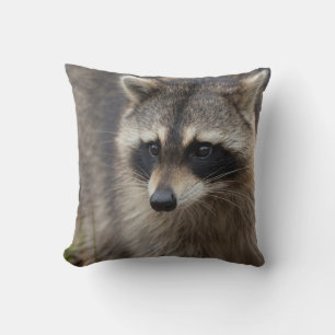Racoon, Procyon lotor, Florida Cushion